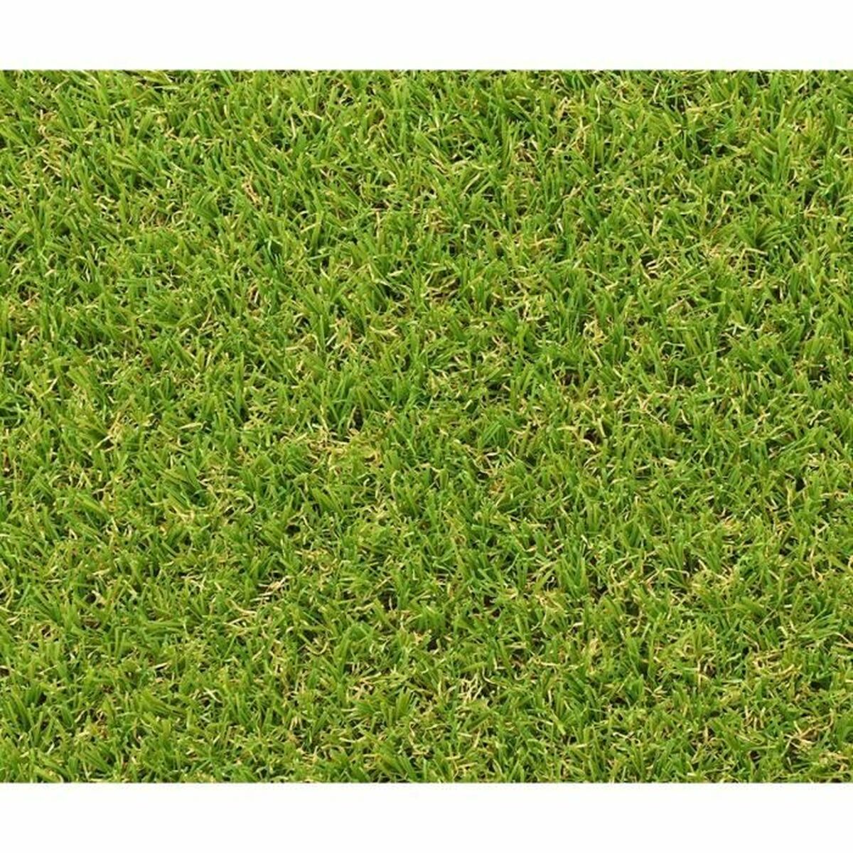 Artificial grass Exelgreen Campus 2D 1 x 5 m 25 mm